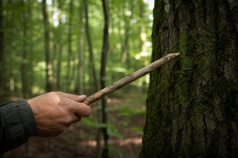Réussir à s’orienter en forêt sans outils numériques : méthodes pratiques