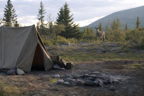 Respect et cohabitation : bien vivre le bivouac à proximité de la faune sauvage