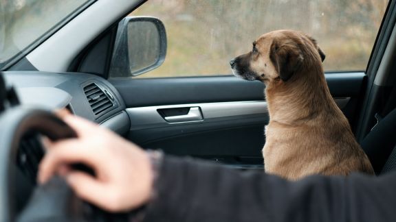 Animaux à bord : préparer un road trip serein avec son compagnon
