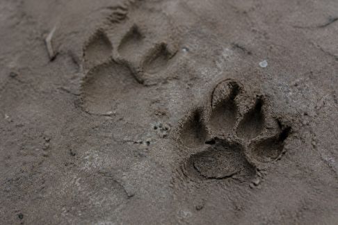 Distinguer les traces d’animaux: observer sans déranger l’écosystème