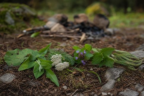 5 plantes utiles à repérer autour de votre emplacement de campement